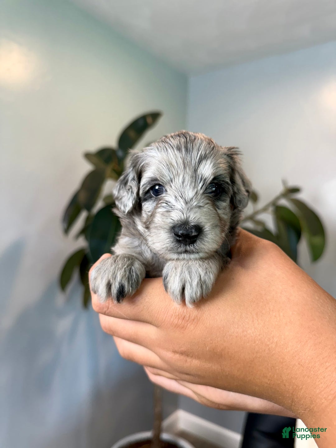 Mini Goldendoodle dogs for sale: Cookie - Health Tested - Image 2