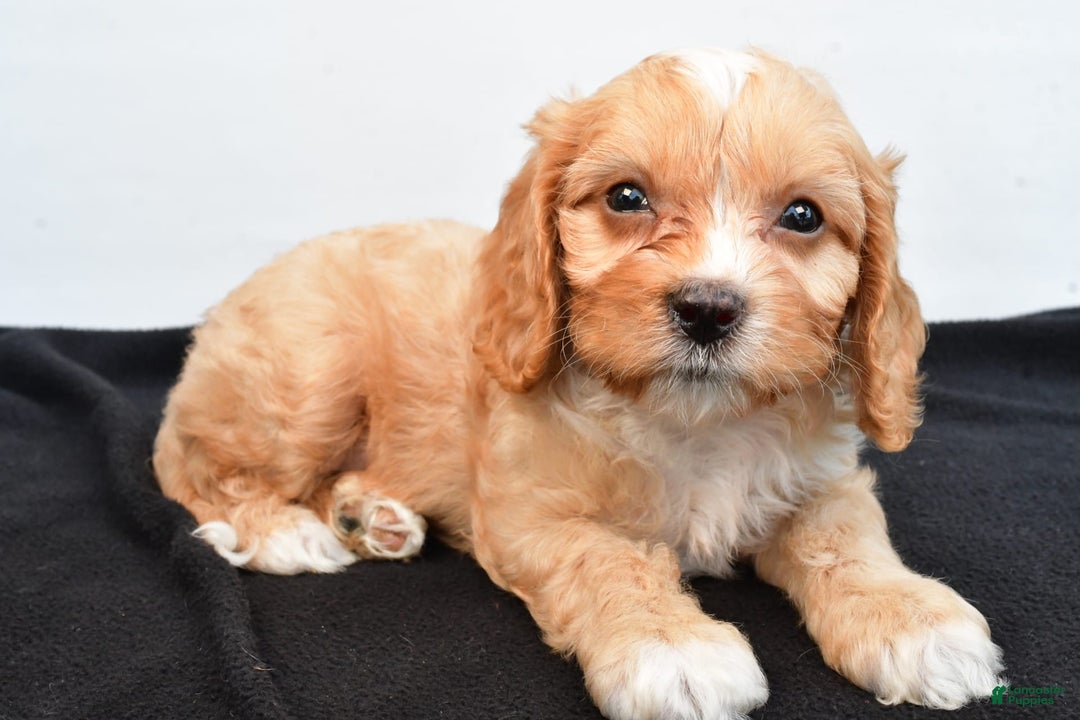 Cavapoo dogs for sale: Hershey - Image 3