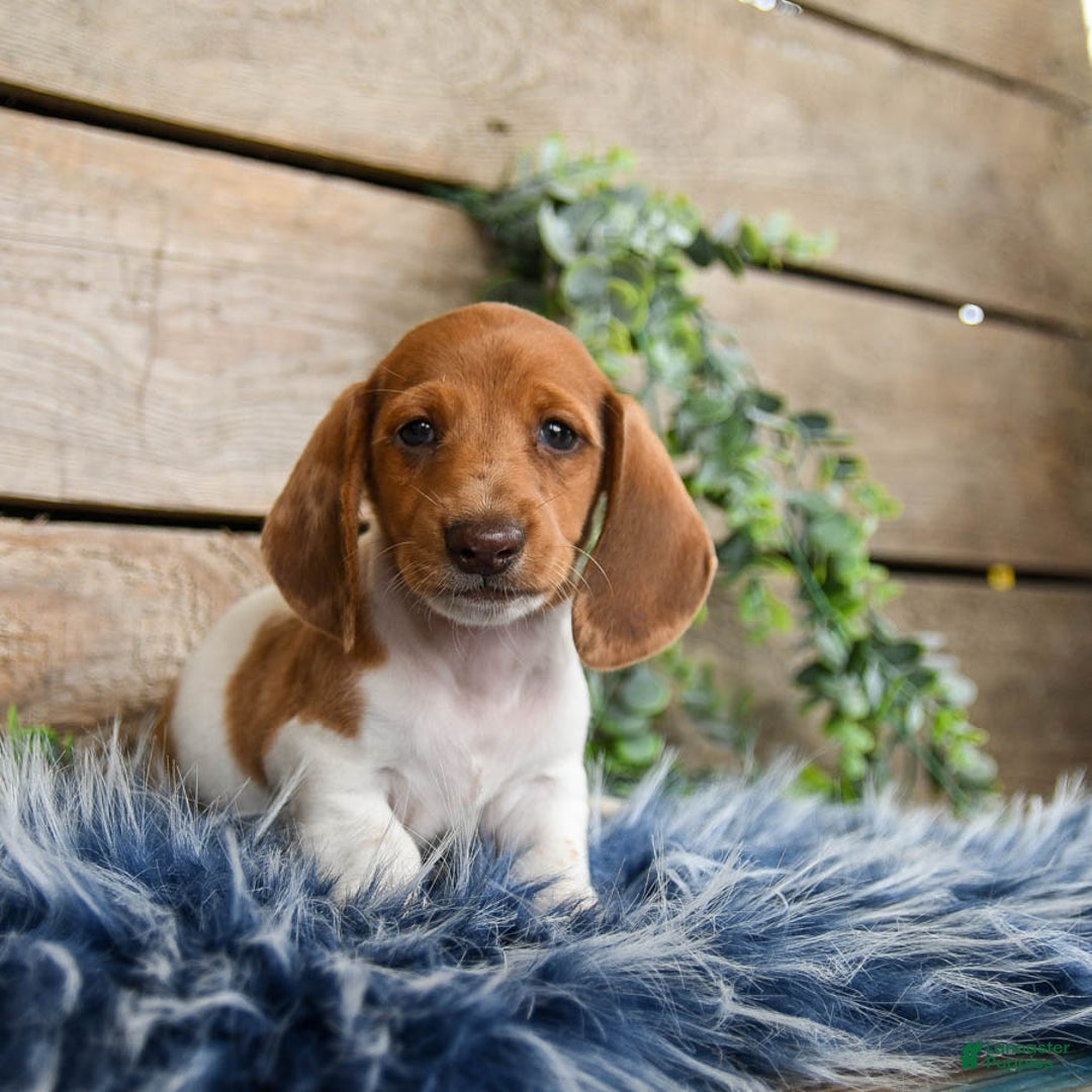Dachshund dogs for sale: Pumpkin - Image 2