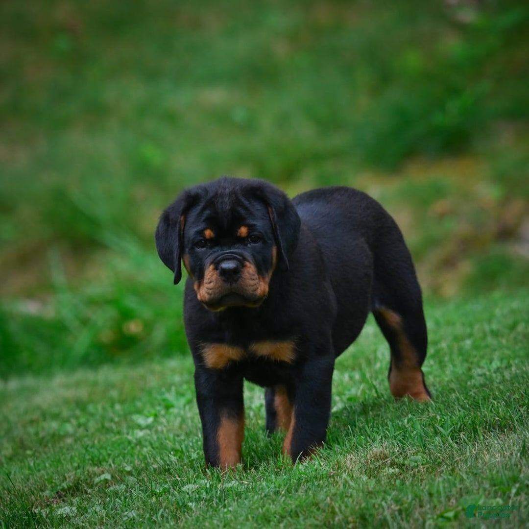 Rottweiler dogs for sale: Clair Bear - Image 9