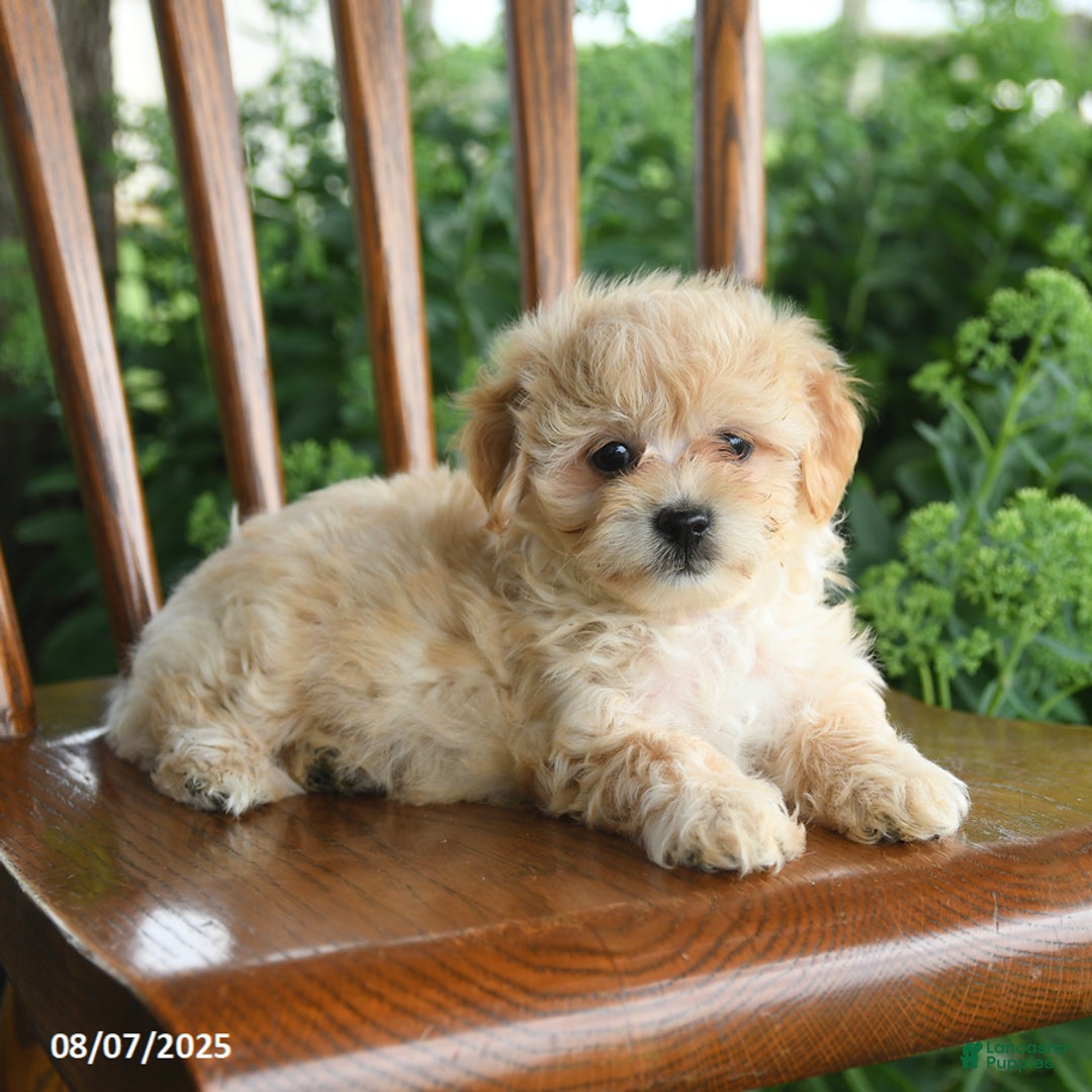 Havanese dogs for sale: Brielle - Image 3