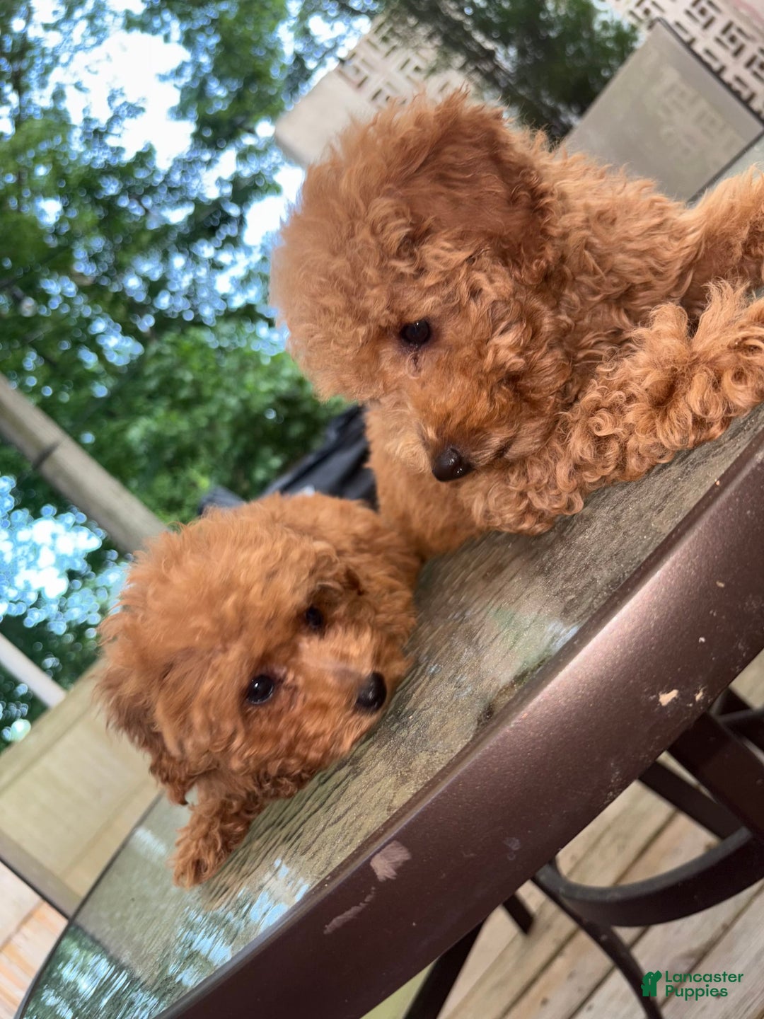 Toy Poodle dogs for sale: Silace - Image 8