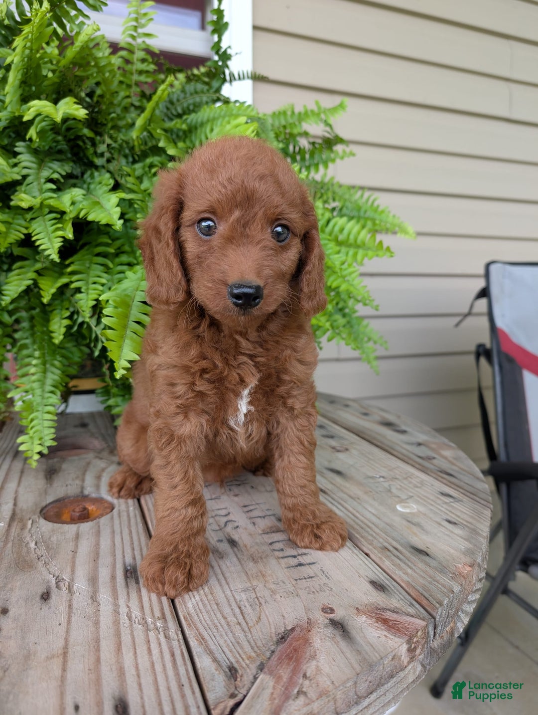 Mini Goldendoodle dogs for sale: Mini -coner - Image 23