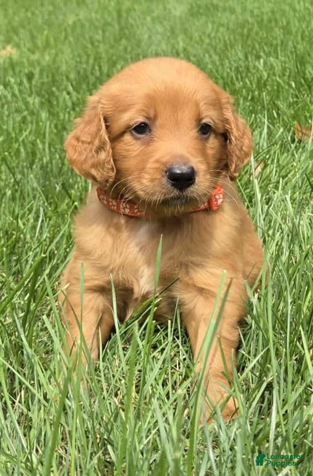 Goldendoodle dogs for sale: Robyn - Image 5