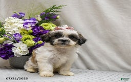 Teddy Bear dogs for sale: Waffles - Image 3
