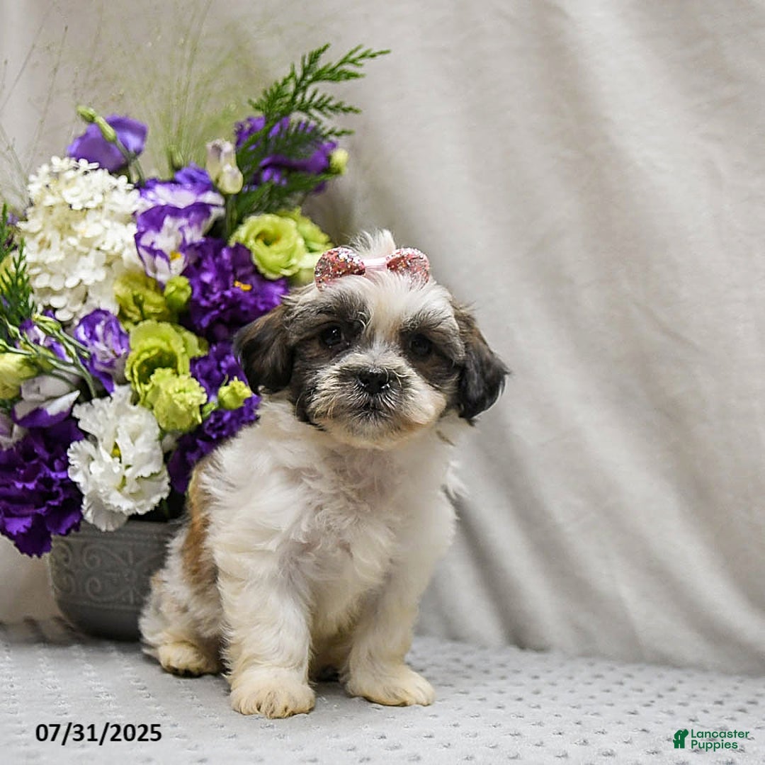 Teddy Bear dogs for sale: Waffles - Image 3