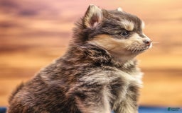 Pomsky dogs for sale: Raven - Image 3