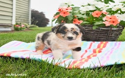 Welsh Corgi Pembroke dogs for sale: Tonto - Image 2