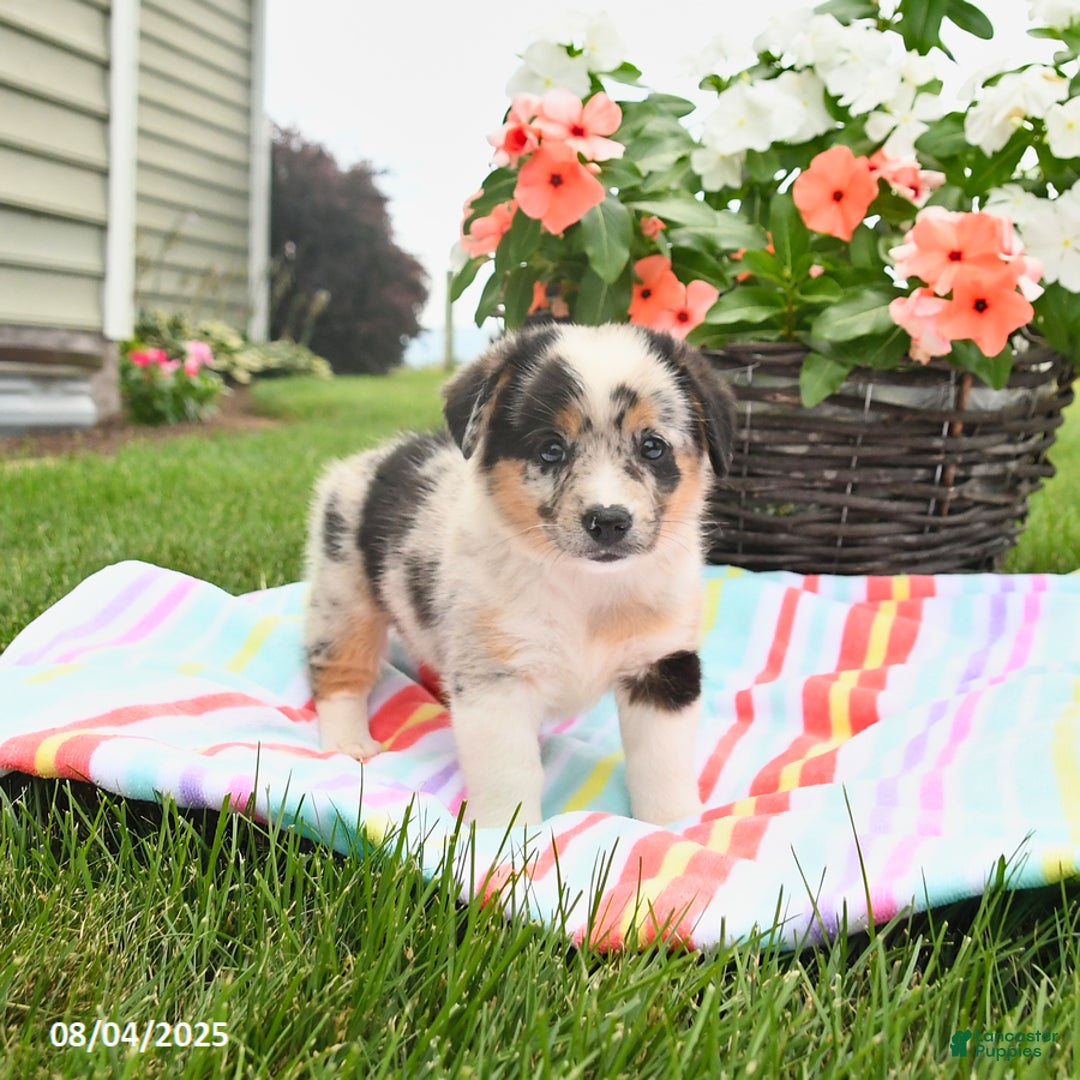 Welsh Corgi Pembroke dogs for sale: Tonto - Image 2