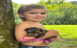 Yorkiepoo dogs for sale: Journey - Image 2