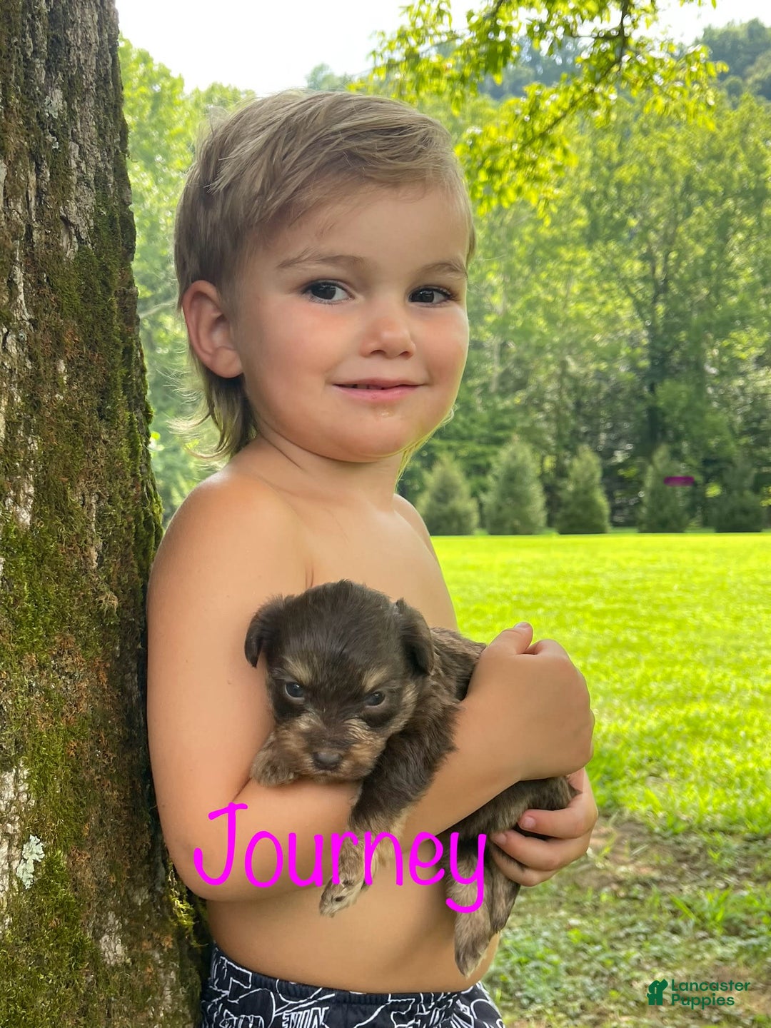 Yorkiepoo dogs for sale: Journey - Image 2