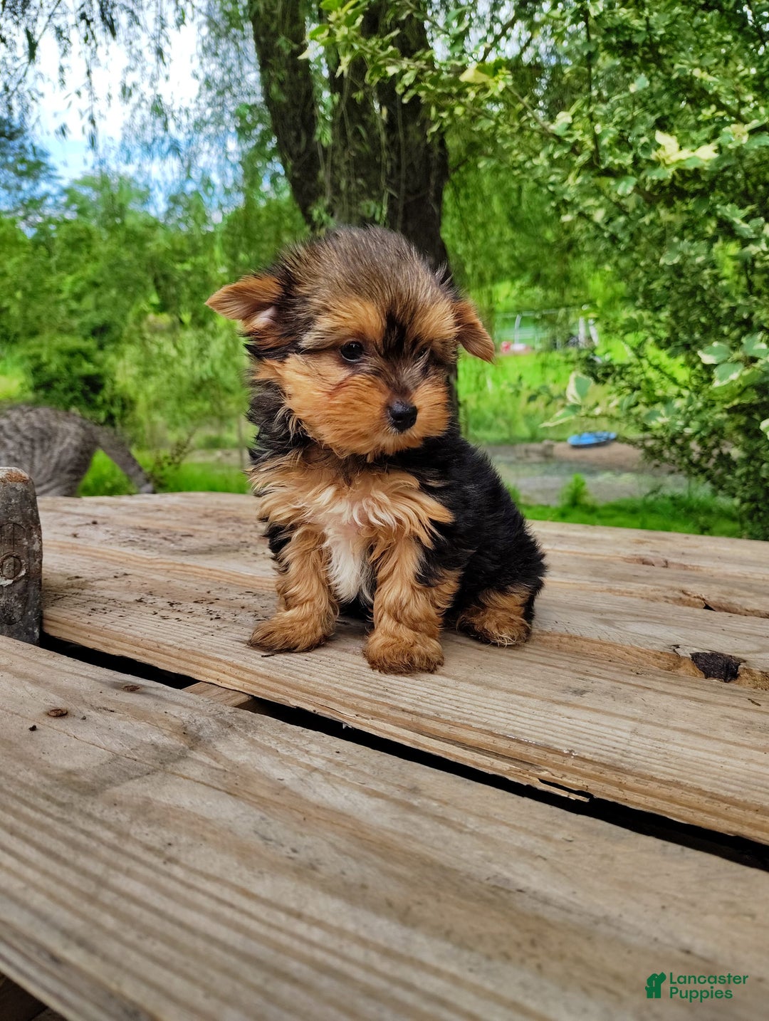 Yorkshire Terrier dogs for sale: Seraphina - Image 2