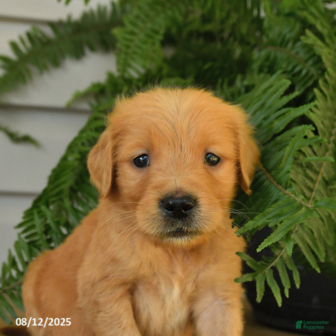 Golden Retriever dogs for sale: Merlin - Image 2