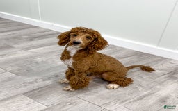 Bichpoo dogs for sale: Spot - Image 7