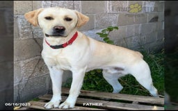 Labrador Retriever dogs for sale: Rocky - Image 5