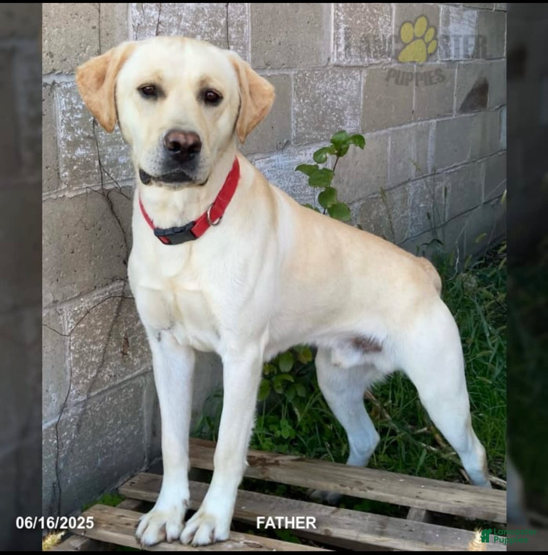 Labrador Retriever dogs for sale: Rocky - Image 5