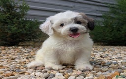 Teddy Bear dogs for sale: Cloud - Image 6
