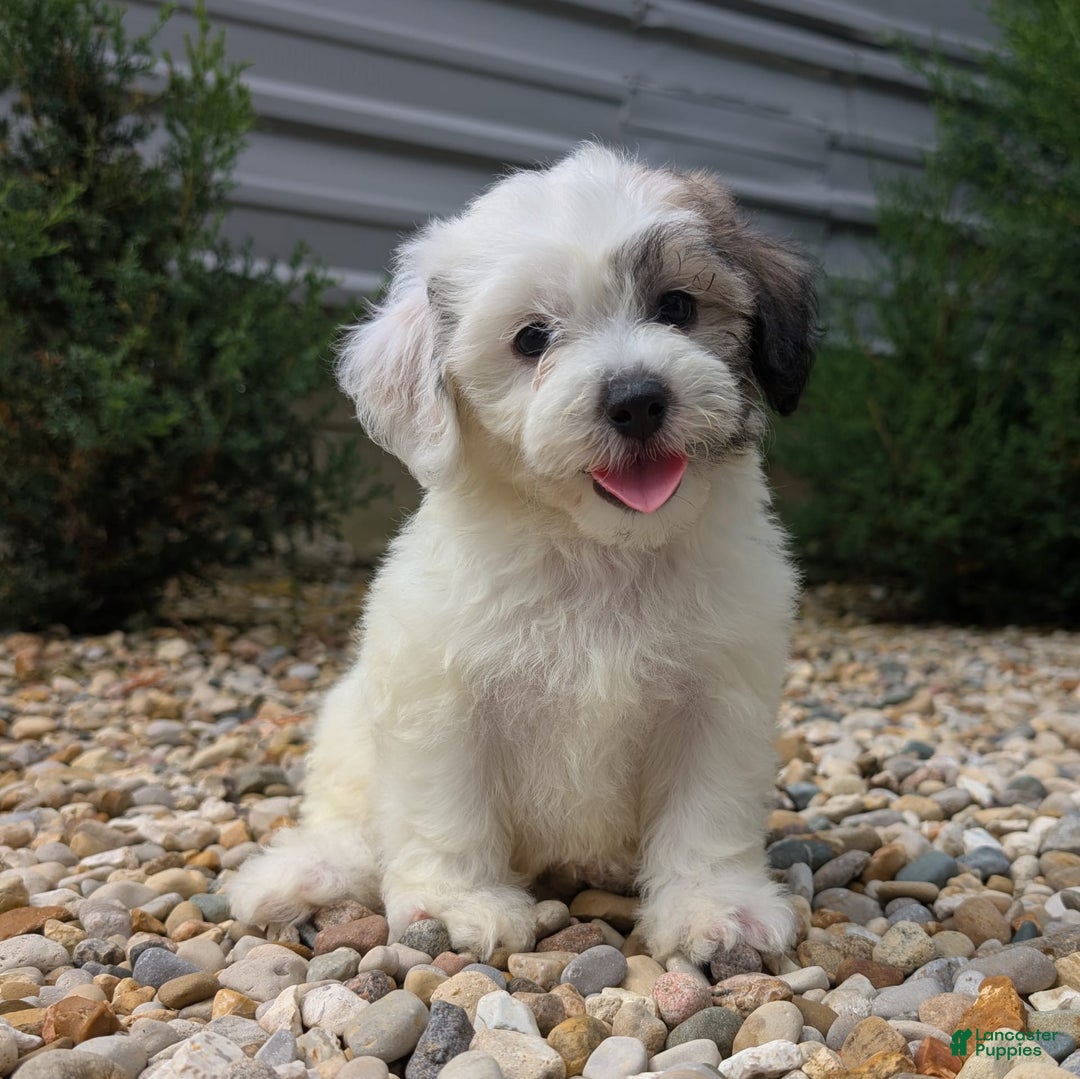 Teddy Bear dogs for sale: Cloud - Image 6
