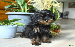 Havapoo dogs for sale: House Raised Sparkles - Image 5