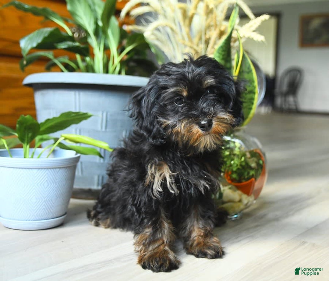 Havapoo dogs for sale: House Raised Sparkles - Image 5