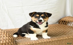 Jack Russell Terrier dogs for sale: Jack Russell Terrier 5 puppies - Image 14