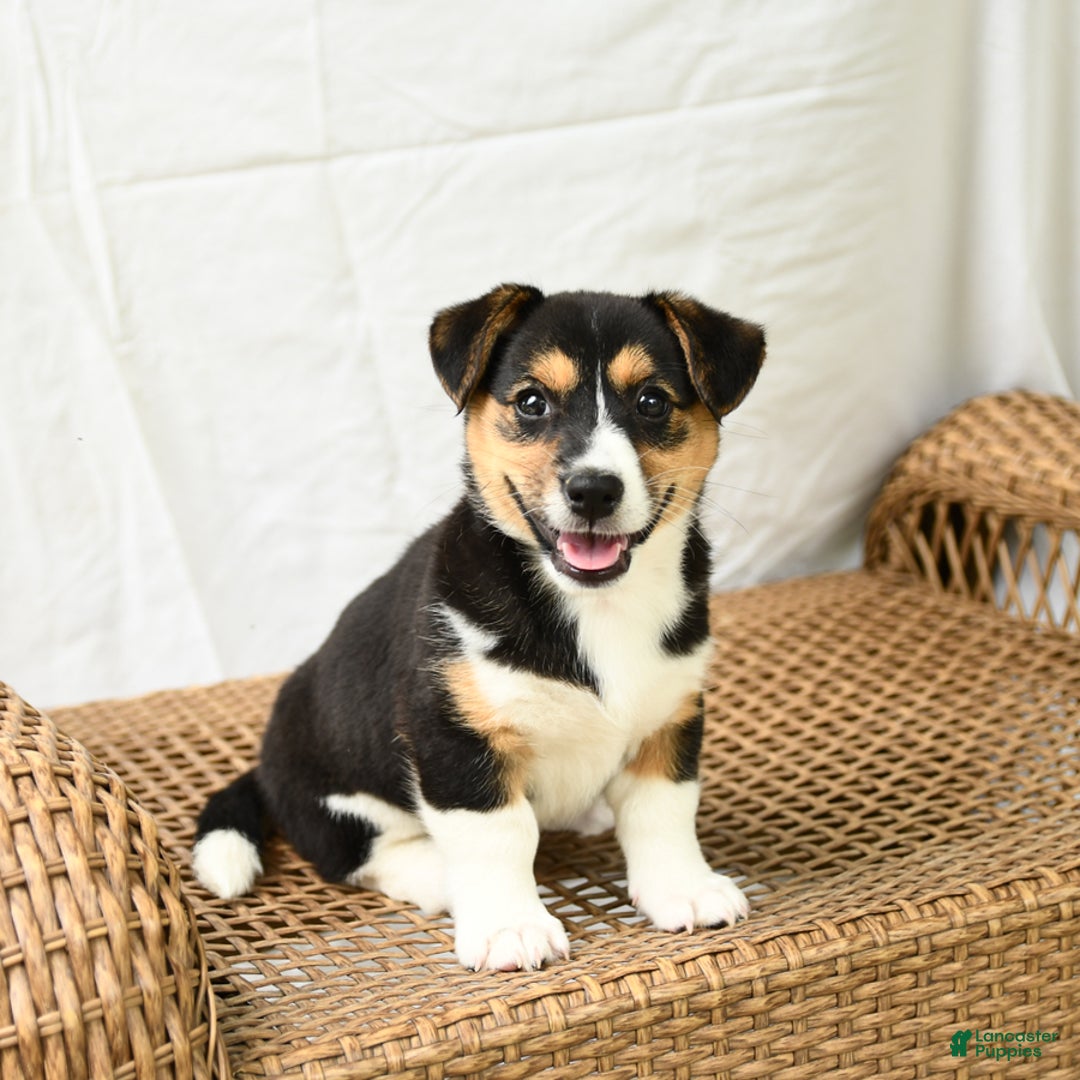 Jack Russell Terrier dogs for sale: Jack Russell Terrier 5 puppies - Image 14