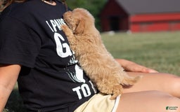 Miniature Poodle dogs for sale: Buddy - Image 4