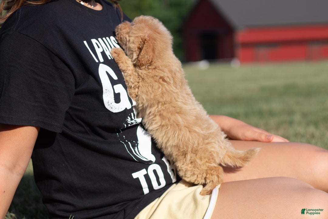 Miniature Poodle dogs for sale: Buddy - Image 4