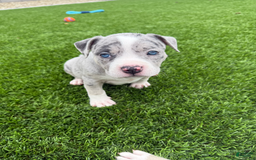 American Bully dogs for sale: Luna - Image 1