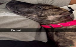 Presa Canario dogs for sale: Rose - Image 3