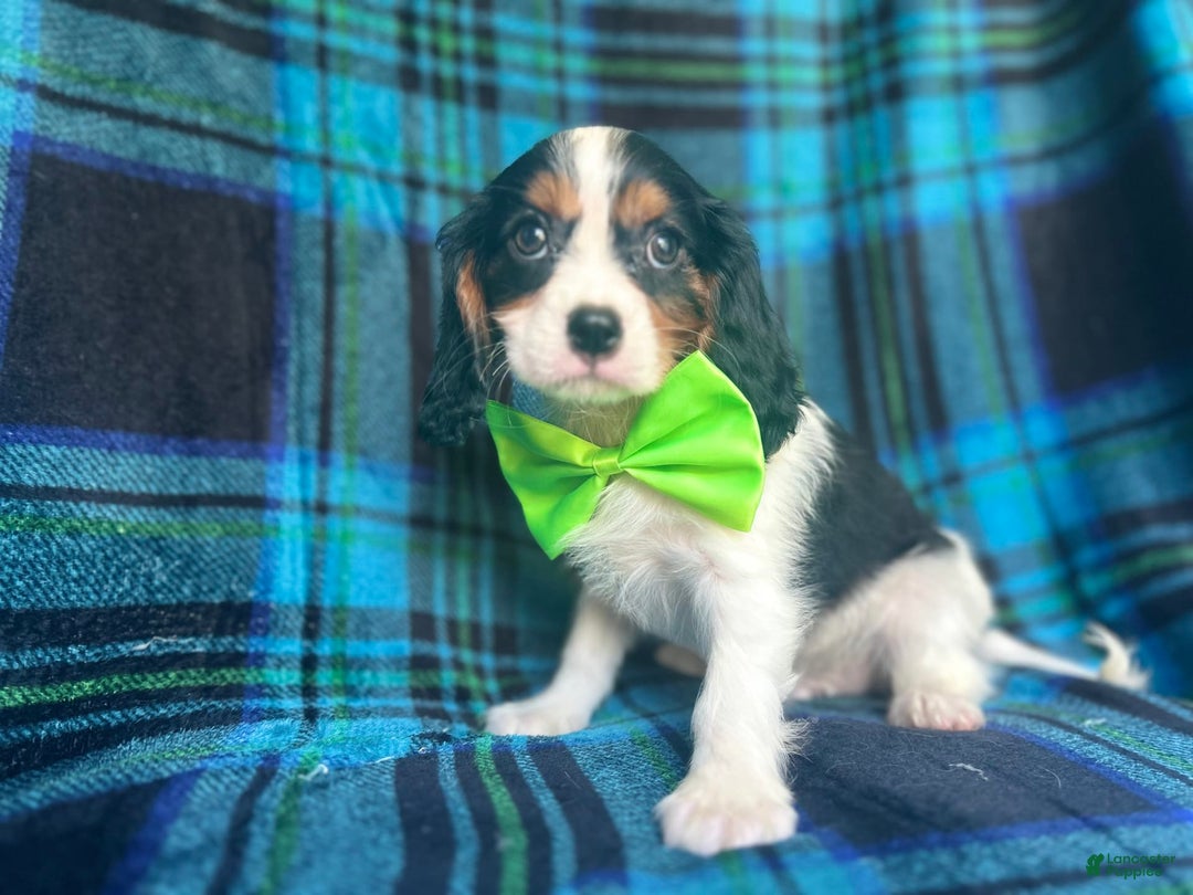Cavalier King Charles Spaniel dogs for sale: Cobalt - Image 10