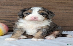 Mini Bernedoodle dogs for sale: Bluey - Image 12
