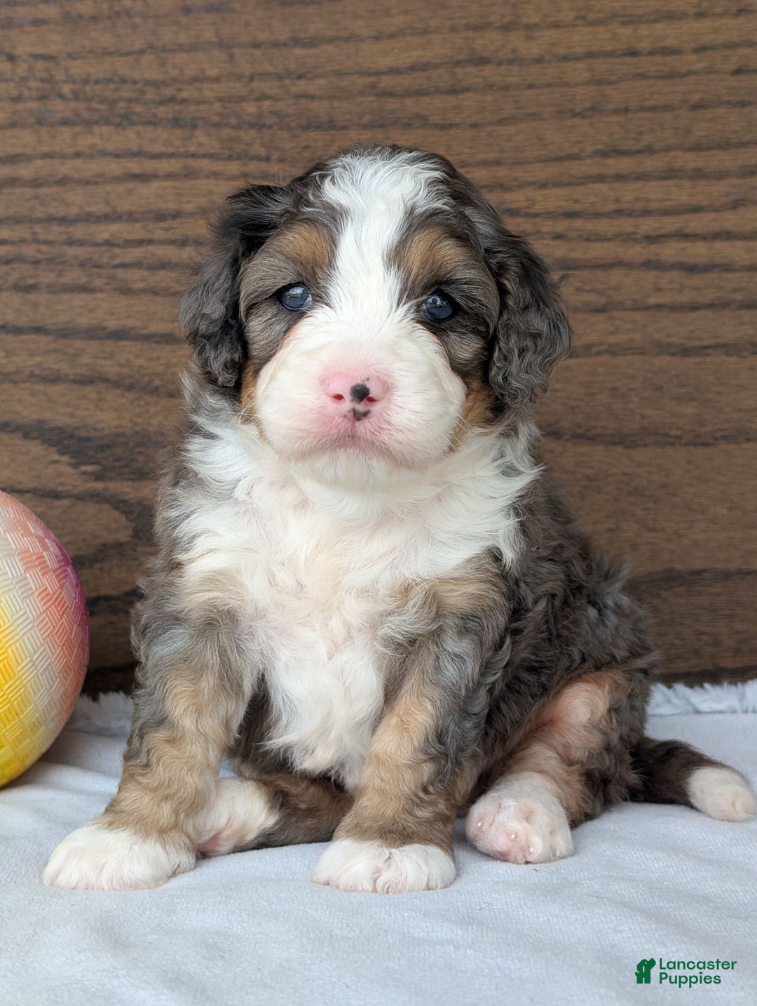 Mini Bernedoodle dogs for sale: Bluey - Image 12