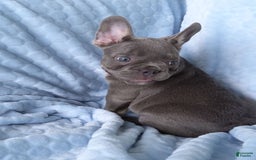 French Bulldog dogs for sale: Chase - Image 2