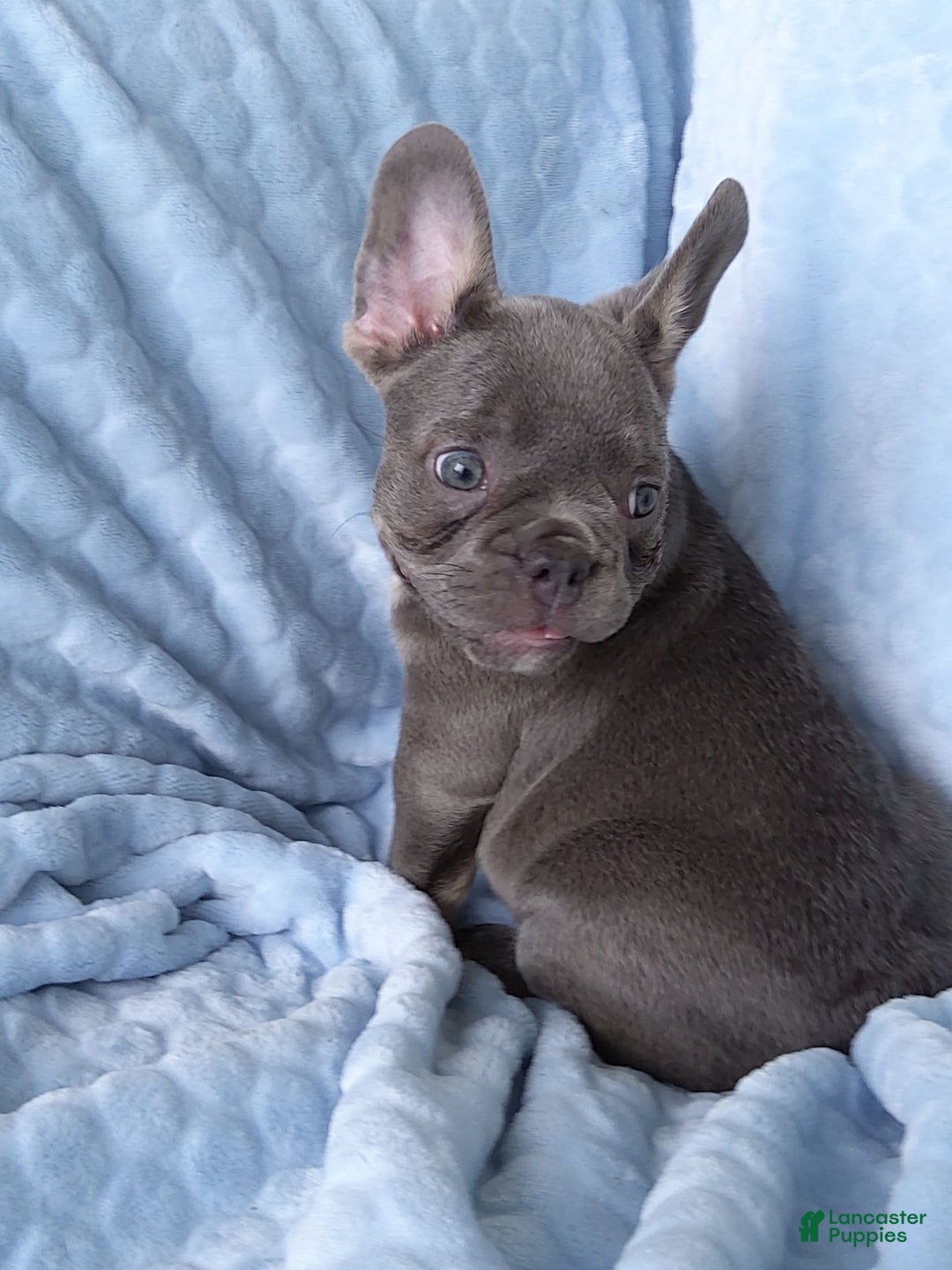 French Bulldog dogs for sale: Chase - Image 2