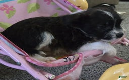 Boston Terrier dogs for sale: Mason - Image 15