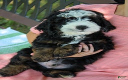 Mini Bernedoodle dogs for sale: Leo - Image 4