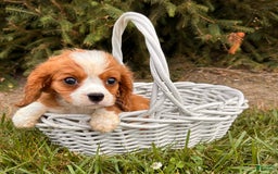 Miniature Bernese Mountain Dog dogs for sale: Annie - Image 8
