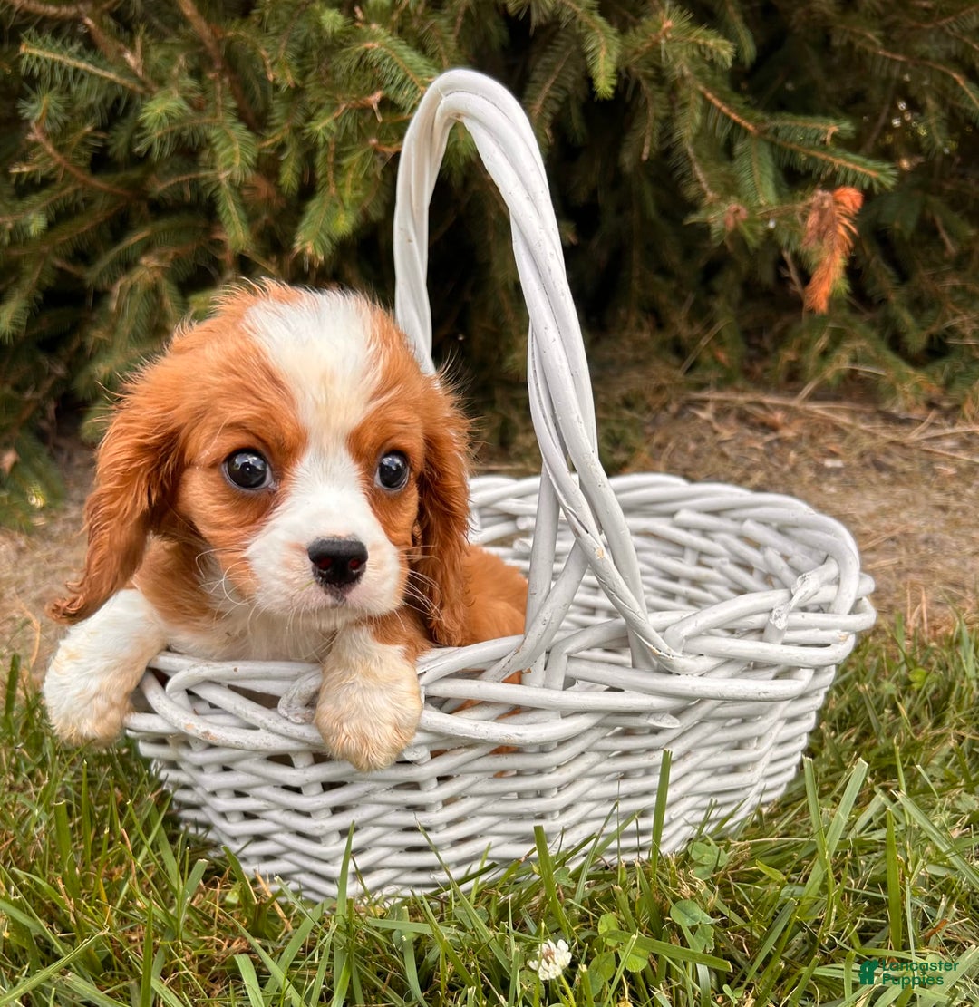 Miniature Bernese Mountain Dog dogs for sale: Annie - Image 8