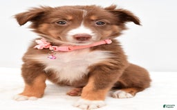 Australian Shepherd dogs for sale: Roxy - Image 1