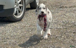 Great Dane dogs for sale: Heather - Image 12