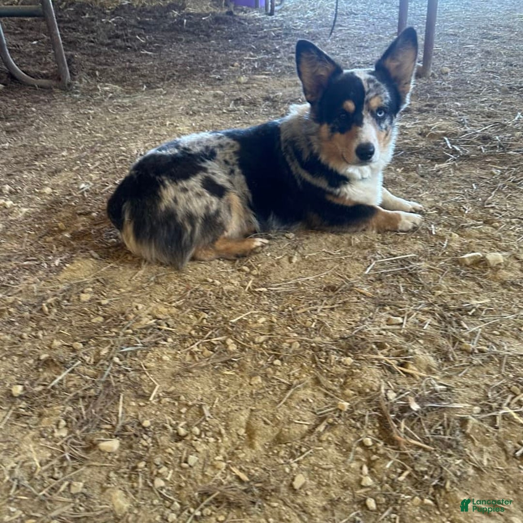 Welsh Corgi Pembroke dogs for sale: Brutus - Image 7