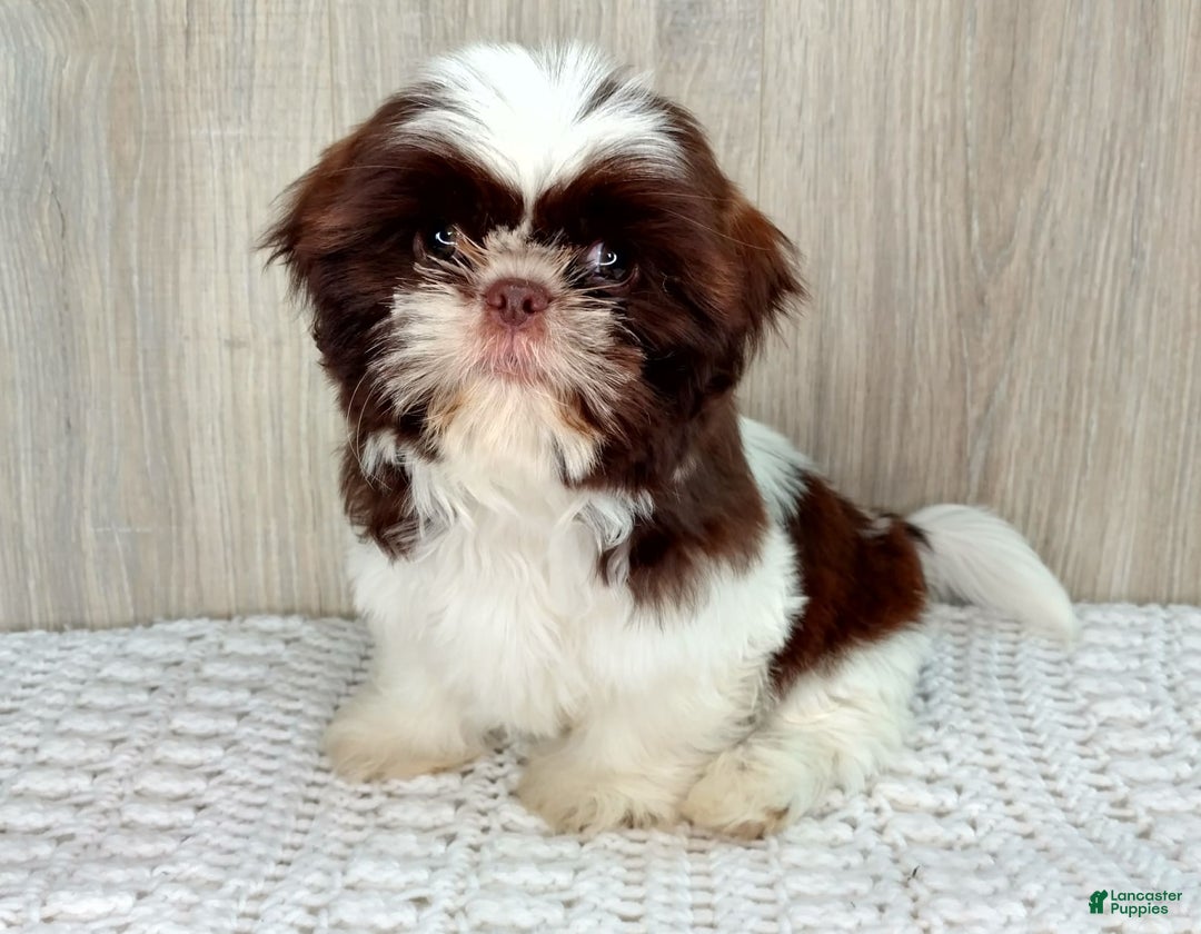 Shih Tzu dogs for sale: Weston - Image 8