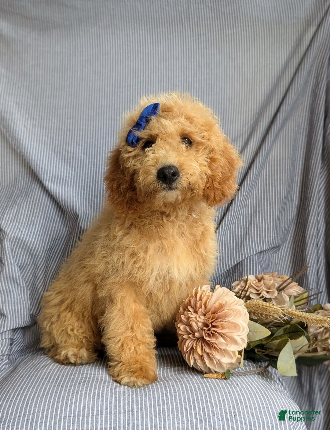 Cockapoo dogs for sale: Celeste Hypoallergenic - Image 8