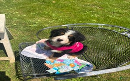 Bernese Mountain Dog dogs for sale: Dolly P - Listing for pets: Dolly P, Cash, Mae bear, Morgan, Hunter, Warren - Image 2