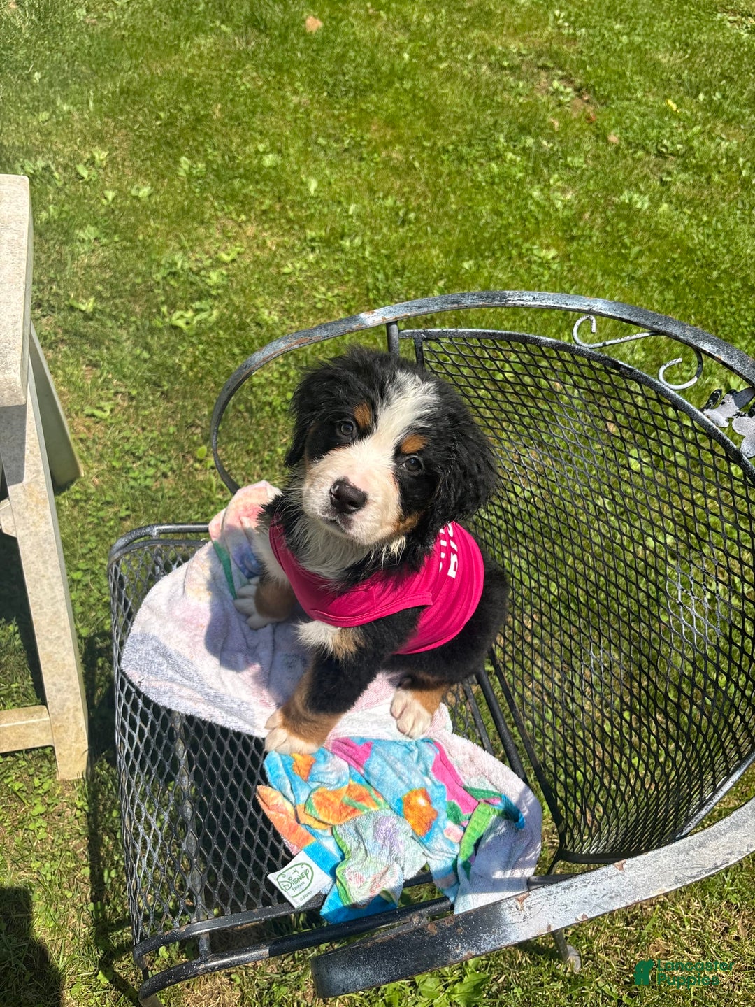 Bernese Mountain Dog dogs for sale: Dolly P - Listing for pets: Dolly P, Cash, Mae bear, Morgan, Hunter, Warren - Image 2