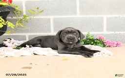 Cane Corso dogs for sale: Indie - Image 4
