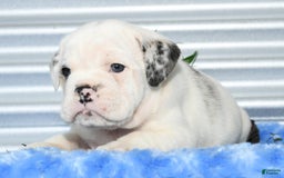 Beabull dogs for sale: Irving - Image 6