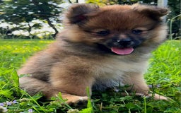 Pomeranian dogs for sale: Andi - Image 4