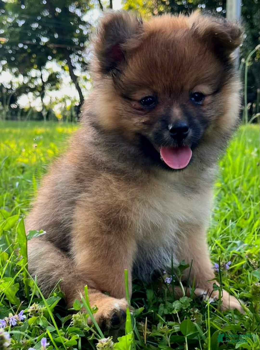 Pomeranian dogs for sale: Andi - Image 4